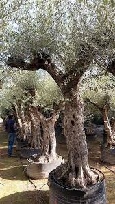 Image result for Olea europaea
