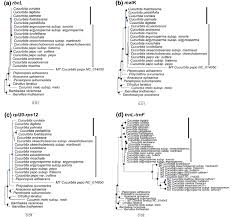 Image result for Bambekea racemosa