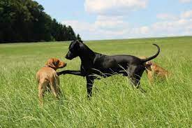 Because a mixed dog breed can take on any combination of characteristics from one or both of the parent breeds, it's important to talk to the breeder about the other parent breed in the cross. Rhodesian Ridgeback Mix Mischling Rhodesianridgeback De