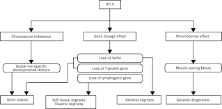 Turner S Syndrome The Lancet