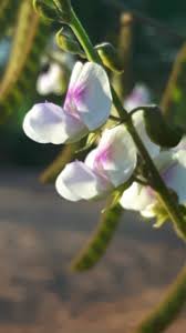 Image result for Tephrosia noctiflora