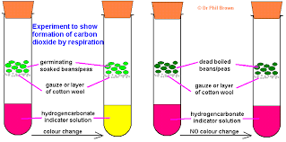 Respirometer Experiments To Measure Rate Of Aerobic