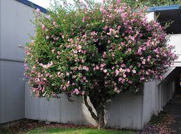 Image result for Camellia