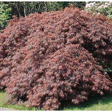 12 07 Gallon Tamukeyama Japanese Maple Feature Tree L11803 Lowes Com Tamukeyama Japanese Maple Japanese Maple Wind Break