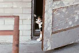 Outdoor Cats In Cold Winters How They Survive In Minnesota Animal Humane Society
