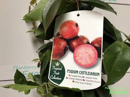Image result for Psidium cattleianum
