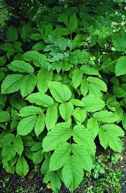 Image result for Rogiera cordata