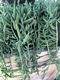 Image result for Senecio