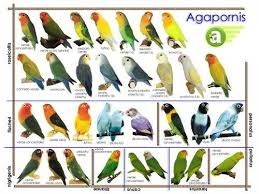 African Lovebirds Mutations All About African Lovebirds