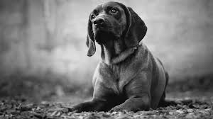 Image result for bavorský barvář