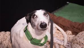 The program aims to provide families with a pet that is ideally suited to their needs while giving those greyhounds not suited to racing, or ready to retire from their life as an athlete, a new home. Greyhounds As Pets