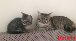 Petlebi Com On Twitter Erzurum Kedi Sahiplendirme Yavru Https T Co Iz4uixgqux