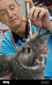 Veterinarian Jörg Rottmayer vaccinates the pet rabbit Blues in Leipig,  Germany, 16 March 2013. The rabbits