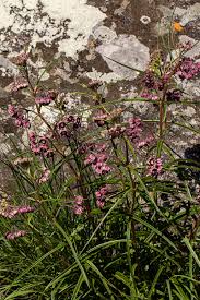 Image result for Asclepias graminifolia