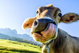 Is there big money in the cattle business? 41 Farm Puns From Corny Jokes To Udderly Hilarious One Liners