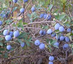Image result for Vaccinium madagascariense