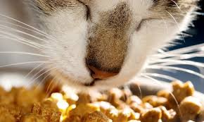 Milla Millaasw Adli Kullanicinin I Cats 2 Panosundaki Pin Kedi Hayvan Kopek