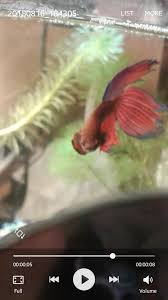 My Betta Is Only Flaring One Side It Started Yesterday After A Water Change The Gill Cover Extends And He Isnt Swimming Lopsidedly Or Showing Any Other Signs Of Sickness Or Distress