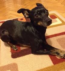 Dachshund Chihuahua Mix Black And Brown I Finally Figured Out What My Dog Is A Manchester Terrier Mix Cause She Looks Soooo Much Like Toy Manchester Terrier Manchester Terrier Chihuahua Terrier Mix