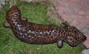 Caging, supplies & services for sale/wanted. Shingleback Skink Gallery Reptile Gardens