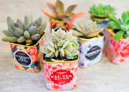 Los cactus y suculentas gozan de una abrumadora popularidad en el mundo del diseño de jardines e incluso más allá, ya que sus imágenes exóticas e icónicas aparecen en la cultura ideas de diseño : Como Ganar Dinero Con Arreglos De Suculentas