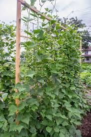 We did not find results for: Bean Pole Seychelles All America Selections