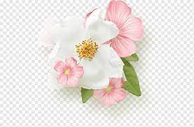 Please note the white linen background shown on the preview picture is just for presentation. Pink Flower Day White Magnolia Flower Herbaceous Plant Malvales Rose Png Pngwing