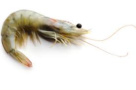 Warum mehr eisen in der schwangerschaft? Garnelen Essen So Gelingt S