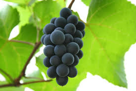 Wild grape may refer to: Wild Grapes On The Balcony Grow Correctly