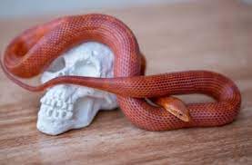 Melanin is a pigment that appears in many animals. 27 Beautiful Corn Snake Morphs With Pictures Prices Video