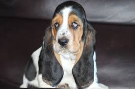The basset hound is a wonderful hunting and companion breed and fits well in most family settings. We Are A Family Breeder Of Akc Basset Hound Puppies Hound Puppies Basset Hound Puppy Basset Hound