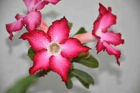Image result for Adenium multiflorum