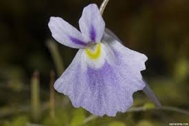 Image result for Utricularia arenaria