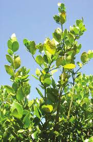 Image result for Acokanthera schimperi