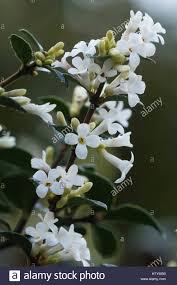 Ha dei fiori che assumono delle forme molto particolari. Pianta Sempreverde Con Fiori Bianchi