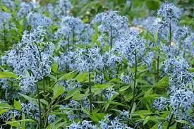 Image result for Tabernaemontana odoratissima