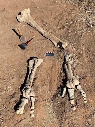 The world's largest ever bird stood as tall as a single-storey house, was  probably at the top of its food chain – and may have been around as  recently as 1,000 years