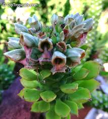 Image result for Monadenium lugardiae