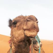 There are many reasons why you may need to find out who is in a photo and run a reverse image search. Camel Face Picture Of Wild Morocco Day Tours Zagora Tripadvisor