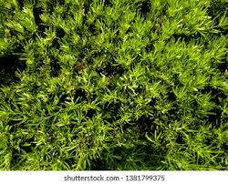 Image result for Polyceratocarpus