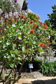 Image result for Melianthaceae