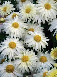 Maybe you would like to learn more about one of these? Mum Daisy White Bluestone Perennials