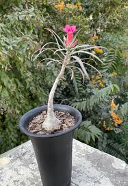 Image result for Ctenium somalense