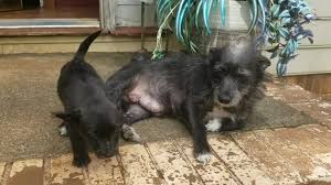 If you're interested in a pet please visit the adoption process webpage to book your appointment to begin the adoption process. Fszv82bprobapm