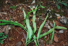 Image result for Lepisorus