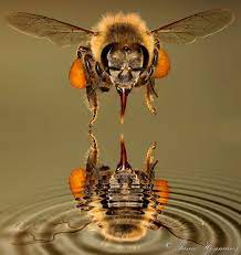 Macro photography of pollinator honey bee drinking nectar from yellow wild flower with proboscis extending into the flower. Macro Photography By Fanie And Annette Heymans Bee Bee Keeping Insects