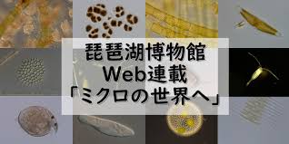 ミクロの世界へ | 滋賀県立琵琶湖博物館