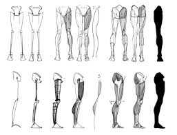 An anatomy & physiology course for everyone the visible body learn site is our totally free introduction to each human body system. Human Anatomy Drawing Legs Novocom Top