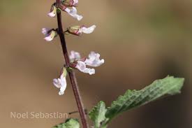 Image result for Orthosiphon thymiflorus