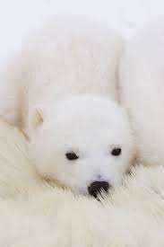 Pin On Animaux